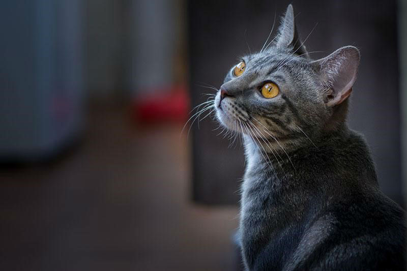 Pourquoi s’équiper d’un distributeur automatique de croquettes pour chat ?