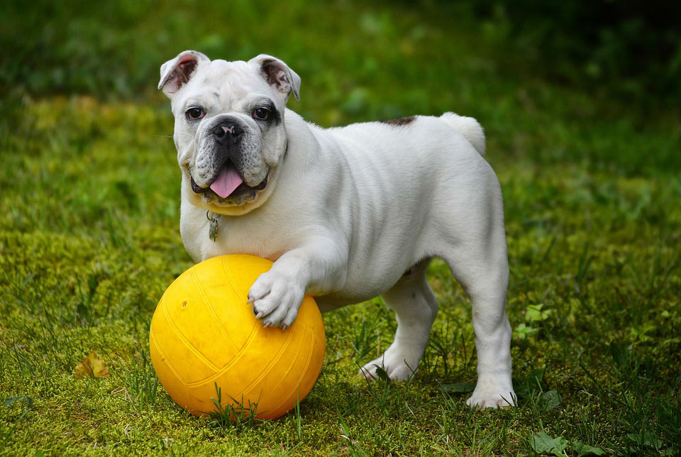 croquette chien