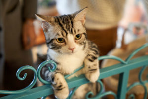 chat sur une grille en metal