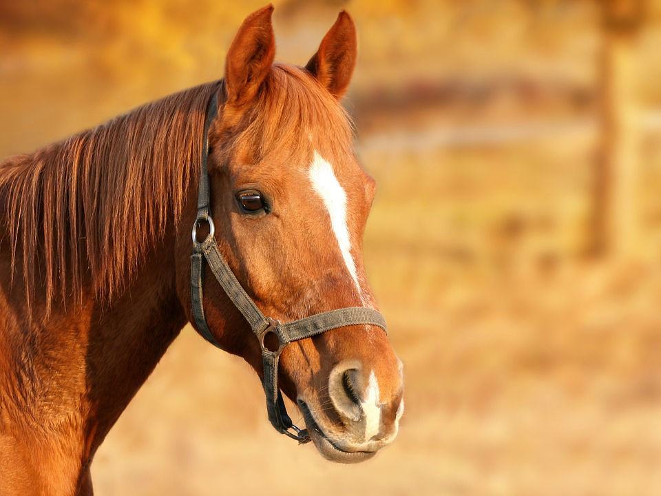 Logement du cheval et bien-être