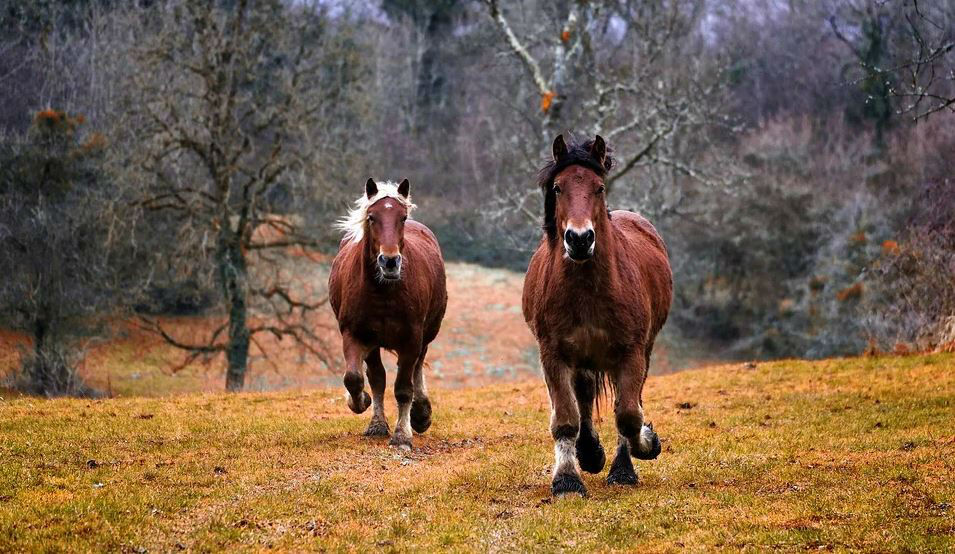 chevaux