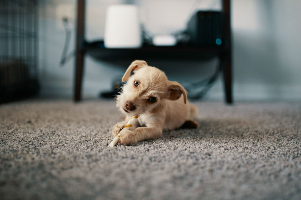 Les bases du dressage d’un chiot