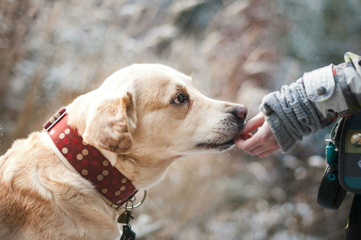 Chien calme : 5 conseils pour son éducation