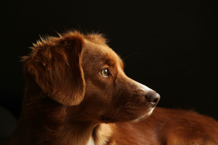 La stérilisation du chien : les informations à connaitre