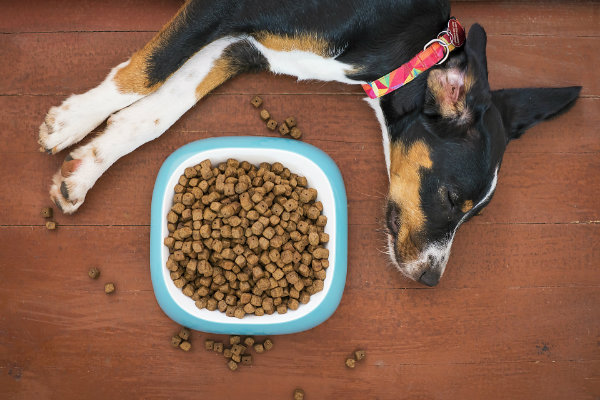 Des croquettes sur mesure pour répondre aux besoins nutritionnels de votre chien