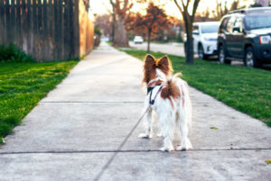 faire garder chien