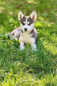 elevage pomsky