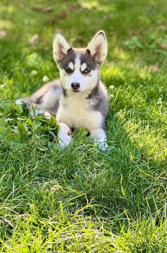 elevage pomsky