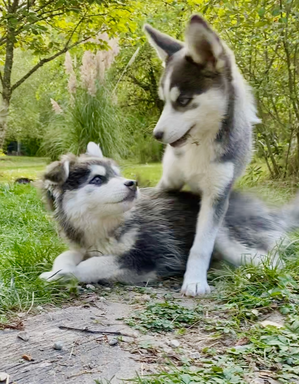 Comment reconnaitre un bon élevage de chiens Pomsky ?