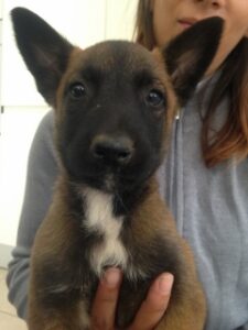 Chiot Berger Allemand