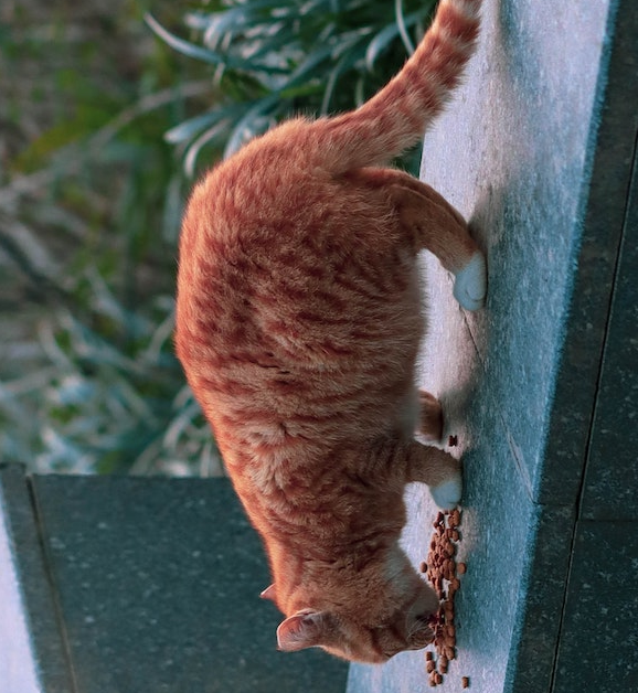 chat qui mange des croquettes