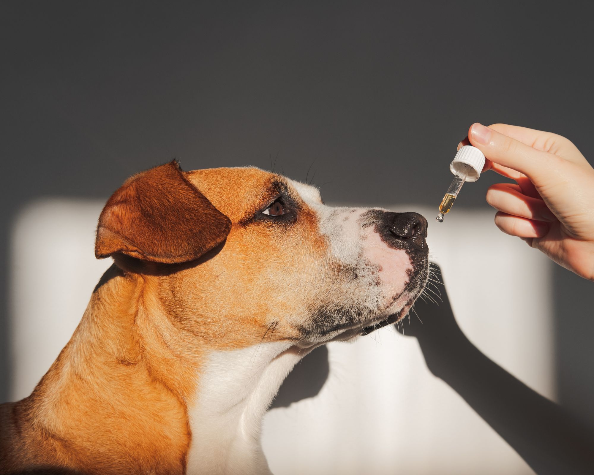 L’huile de CBD peut-elle calmer un chien stressé ou trop excité ?