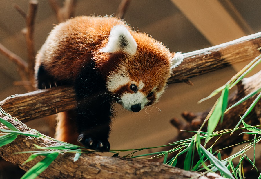 Le panda roux est une des espèces animales présentes dans la liste rouge de l'UICN