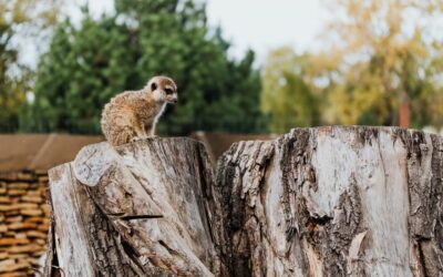 Quels sont les animaux en voie de disparition dû à la déforestation ?