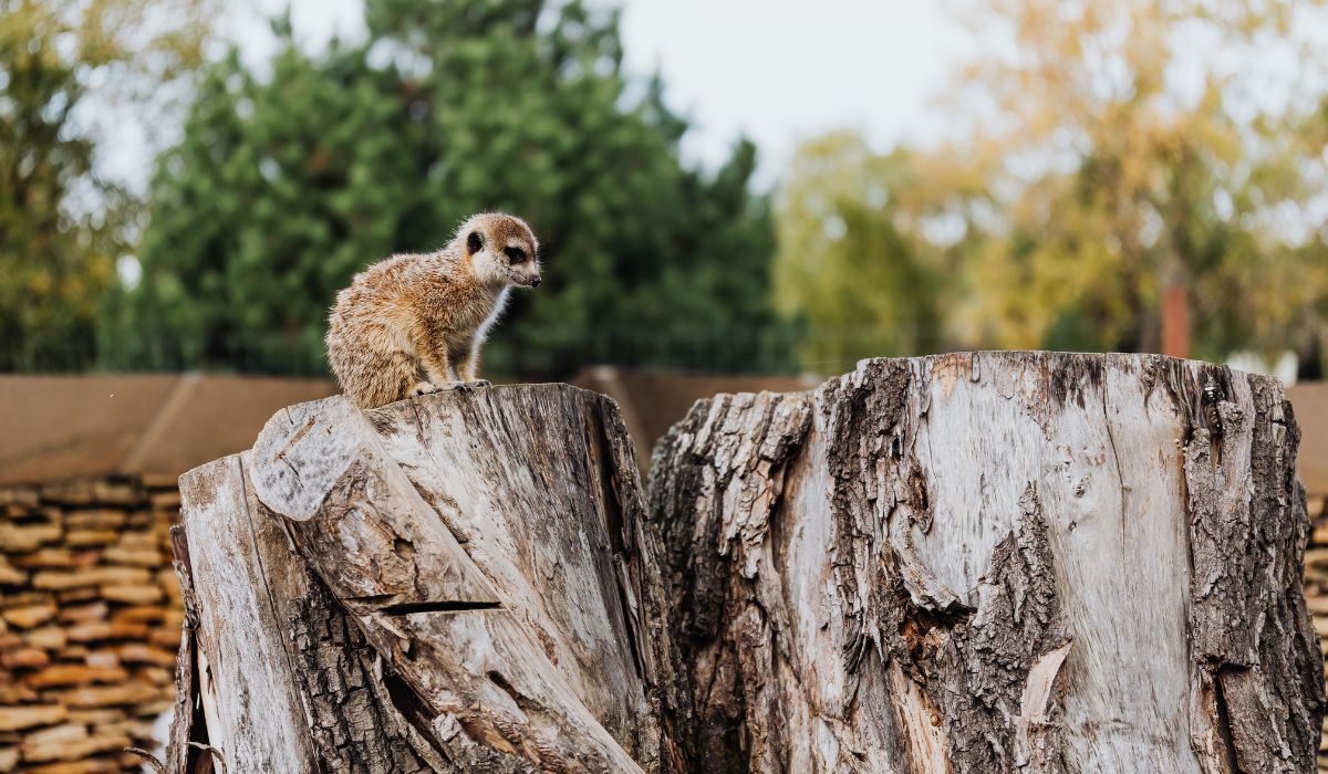 De nombreux animaux sont victimes de la déforestation de nos jours !