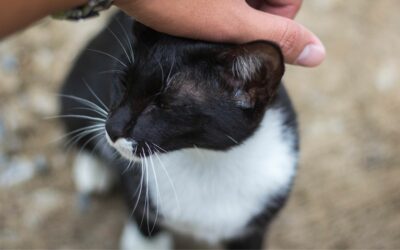 Quels sont les conseils à suivre pour apprivoiser un chat ?