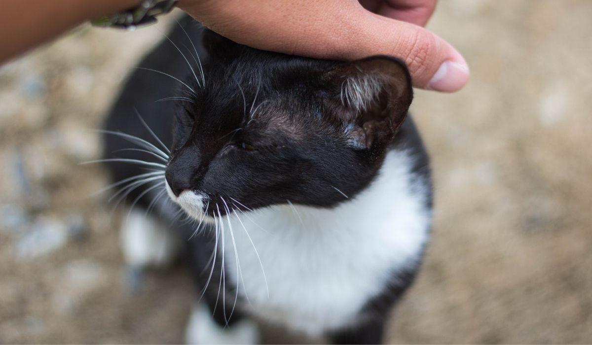 Personne tentant d'apprivoiser un chat en le caressant