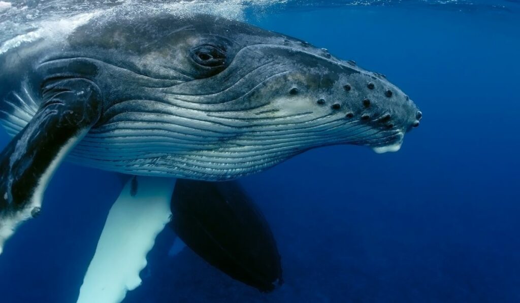La baleine bleue est menacée par la surpêche 