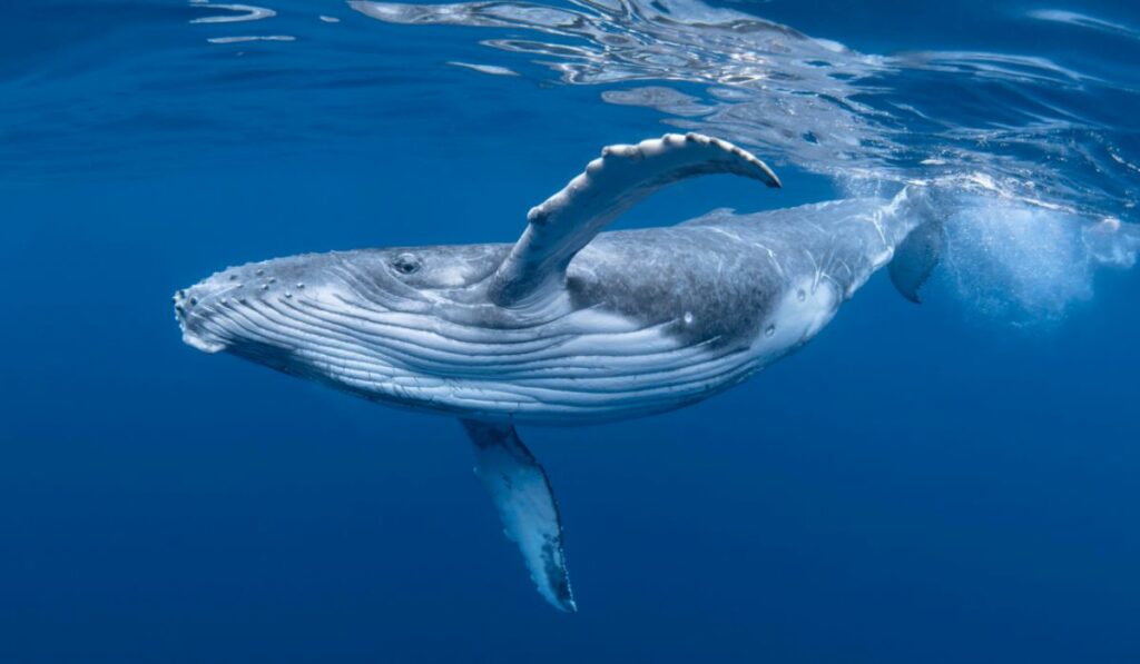 La baleine bleue est en voie de disparition à cause de la pêche