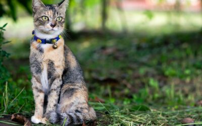 Quelles sont les astuces pour empêcher les chats de faire leurs besoins dans le jardin ?