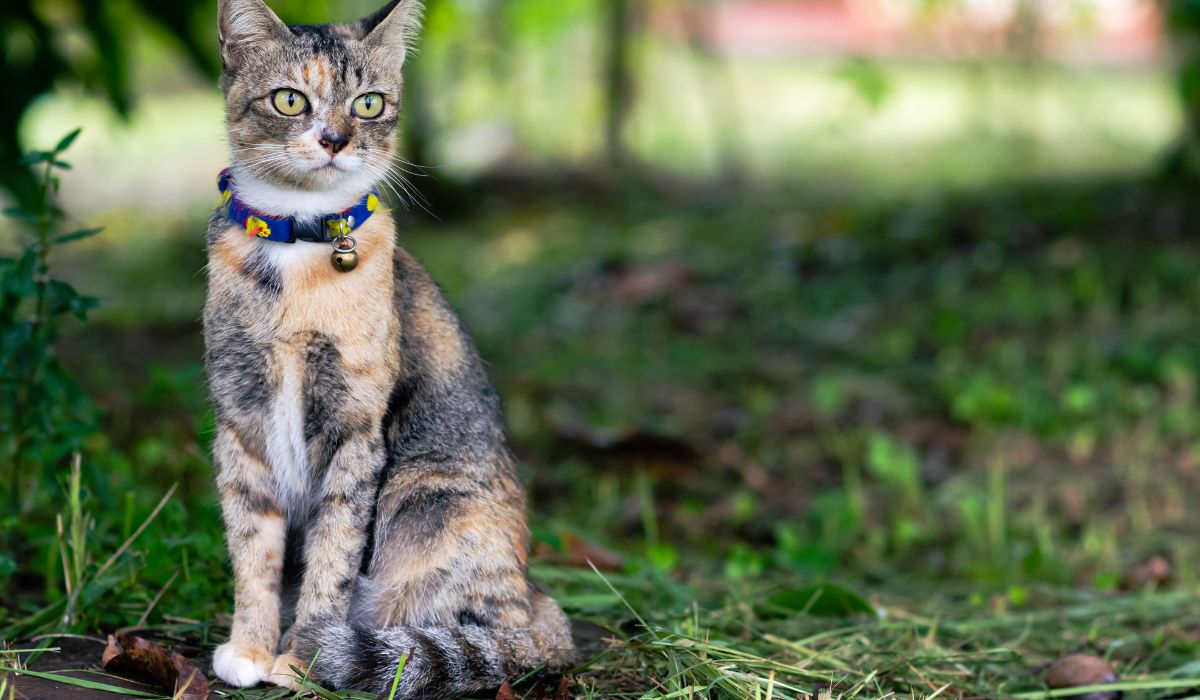 Un chat dans un jardin