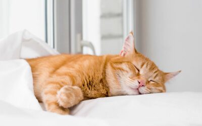 Pourquoi les chats dorment autant d’heures ?