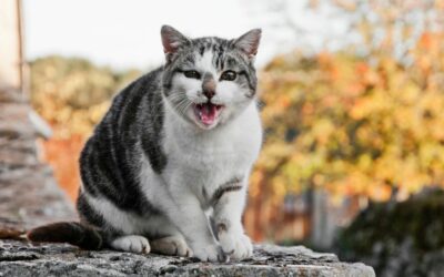 Pourquoi les chats miaulent ?