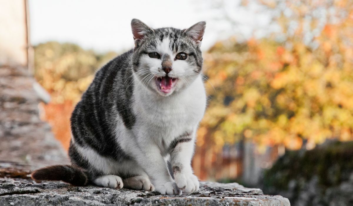 Un chat qui miaule