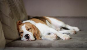Un chien qui dort