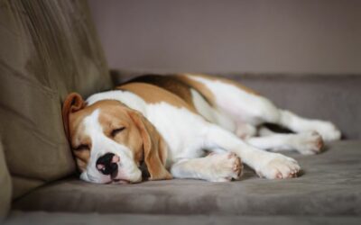 Combien de temps dort un chien ?