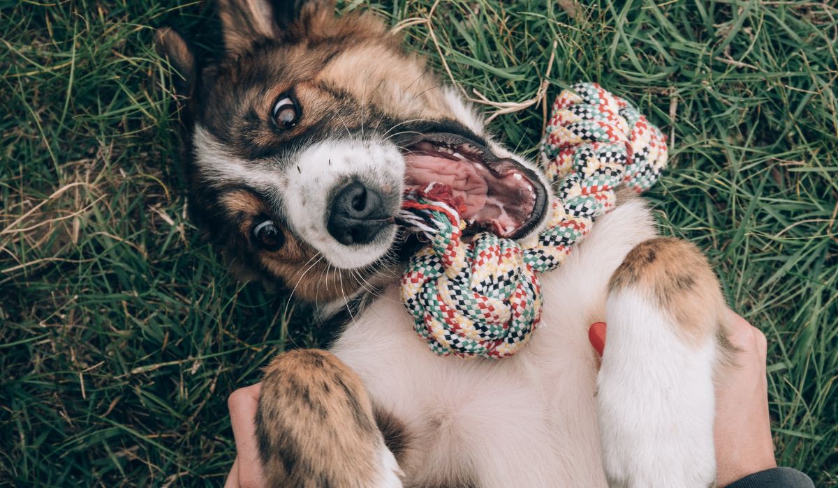 Choisir un chien, cela demande de la réflexion !