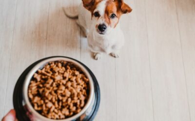 Quelles croquettes pour chien choisir ?