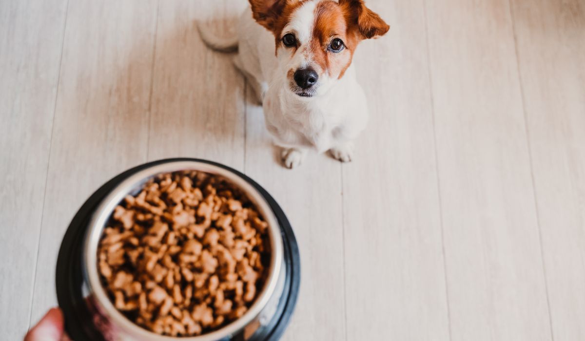 Découvrez les meilleures croquettes pour chiens à acheter