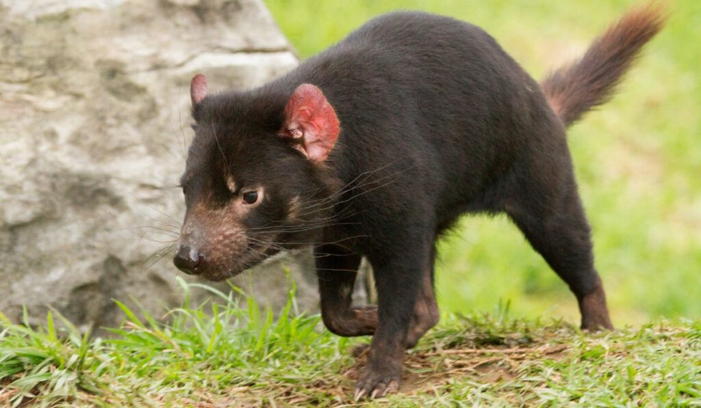 Le diable de Tasmanie subit au quotidien la destruction de son habitat