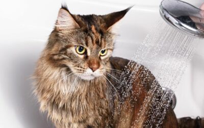 Tout savoir sur la douche d’un chat !