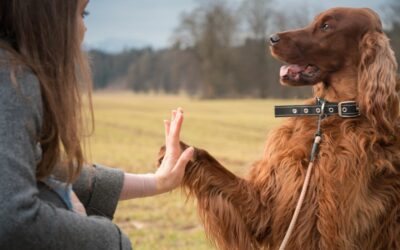 Comment éduquer un chien ?