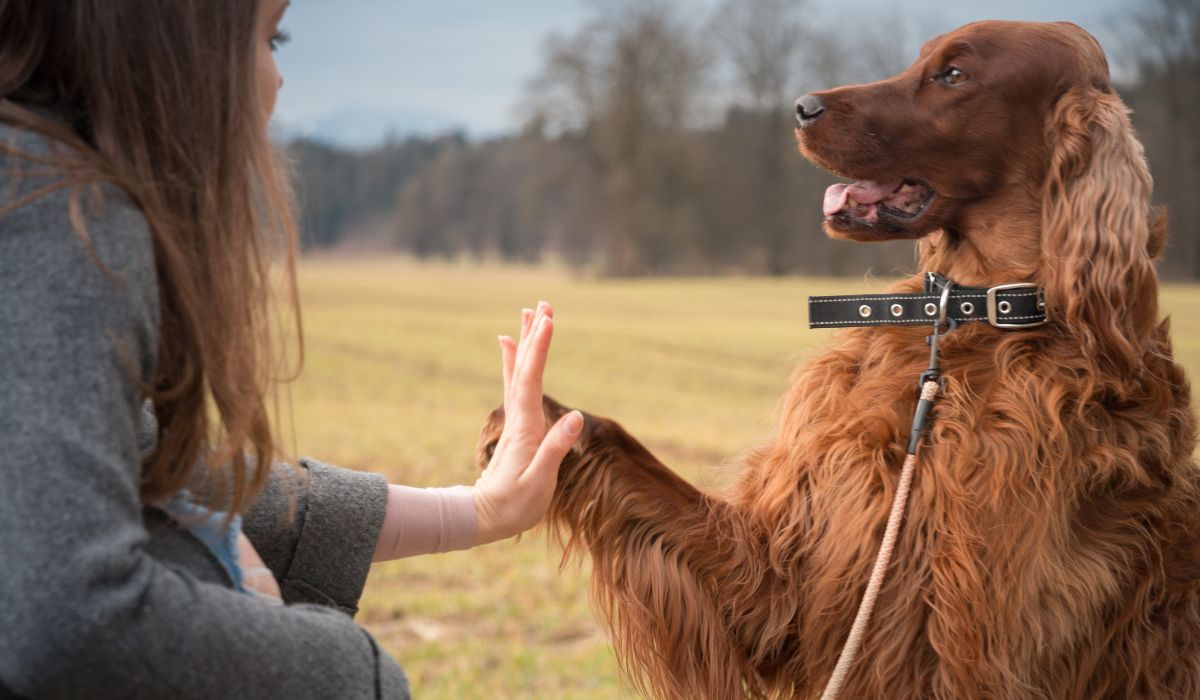 Il existe de nombreuses astuces pour éduquer son chien plus facilement