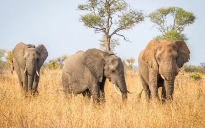 Mammifères, poissons et oiseaux touchés par l’extinction à travers le monde