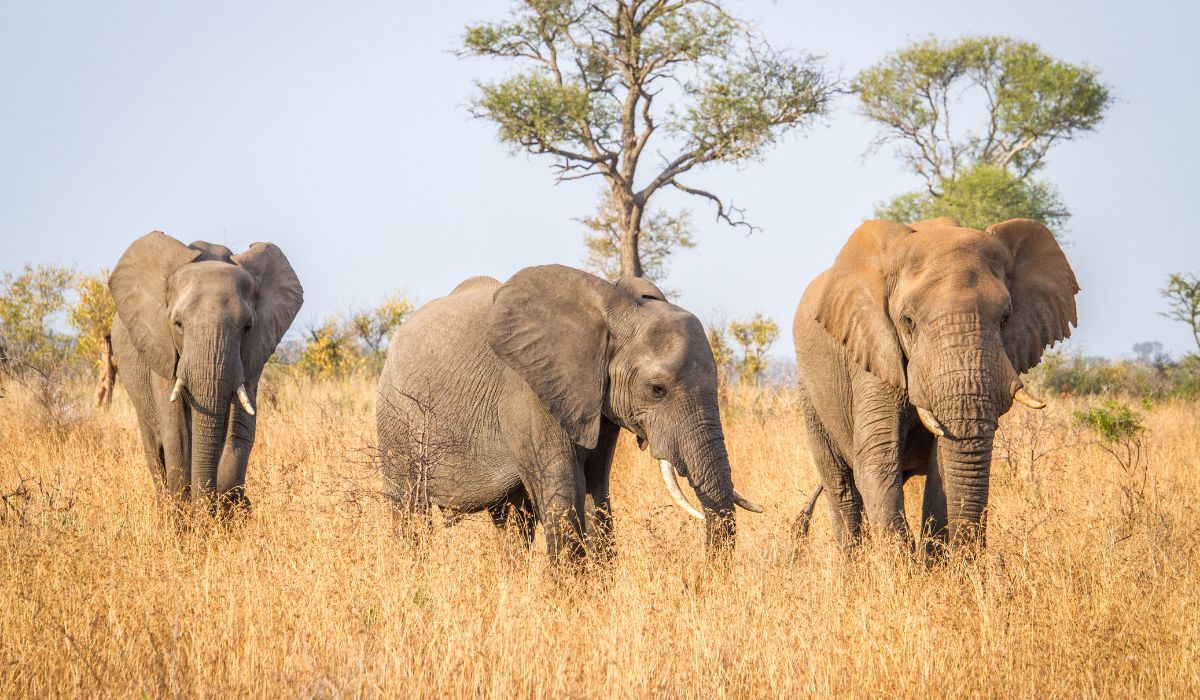 Les éléphants sont aussi touchés par l'extinction animale à travers le monde