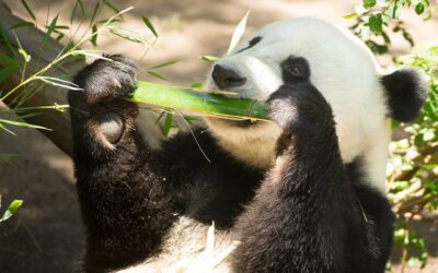 Tout savoir sur les animaux en voie de disparition