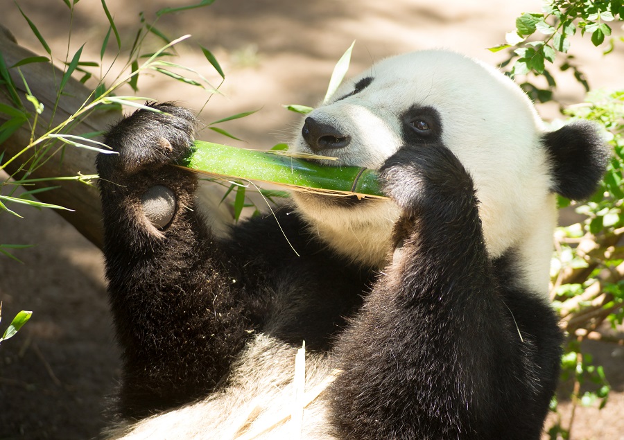 Le panda fait partie des animaux en voie de disparition