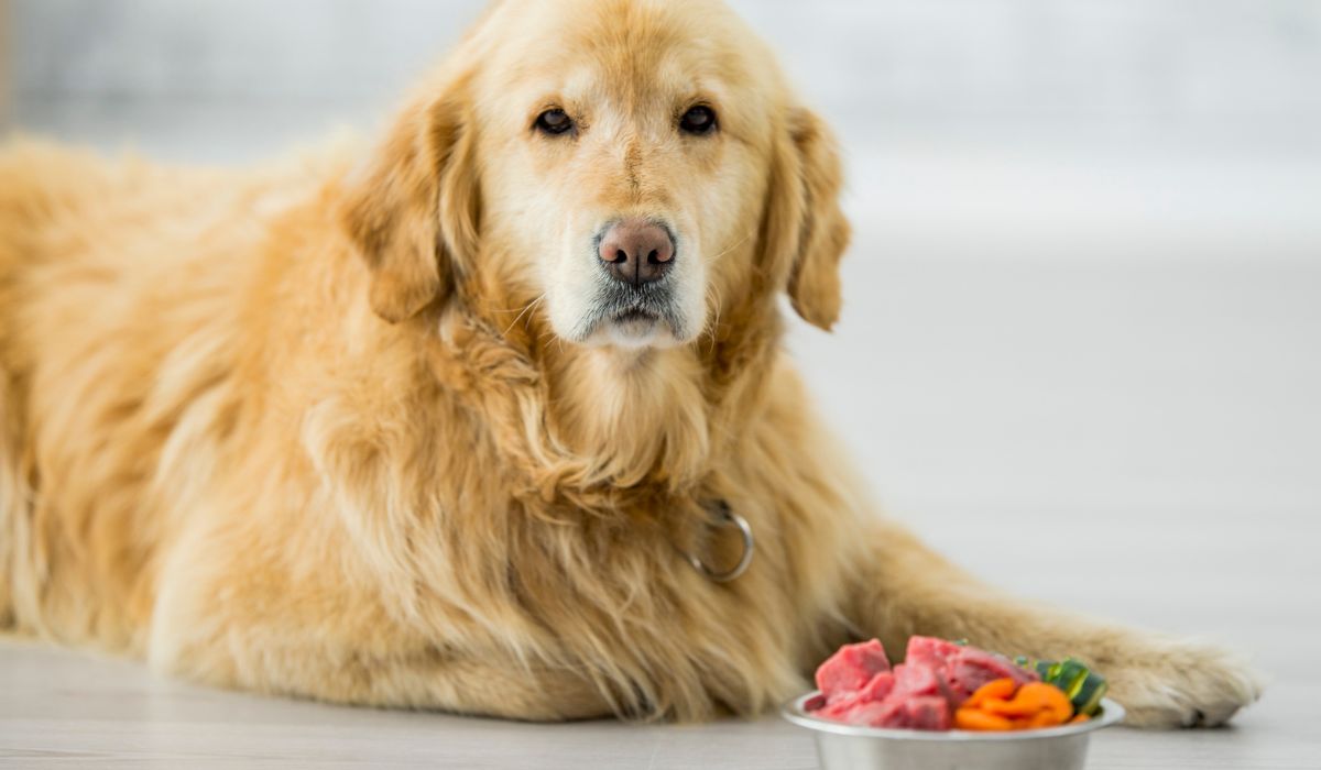 Découvrez comment faire maigrir votre chien facilement !