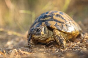 La tortue d'Hermann fait partie des animaux en voie de disparition en France