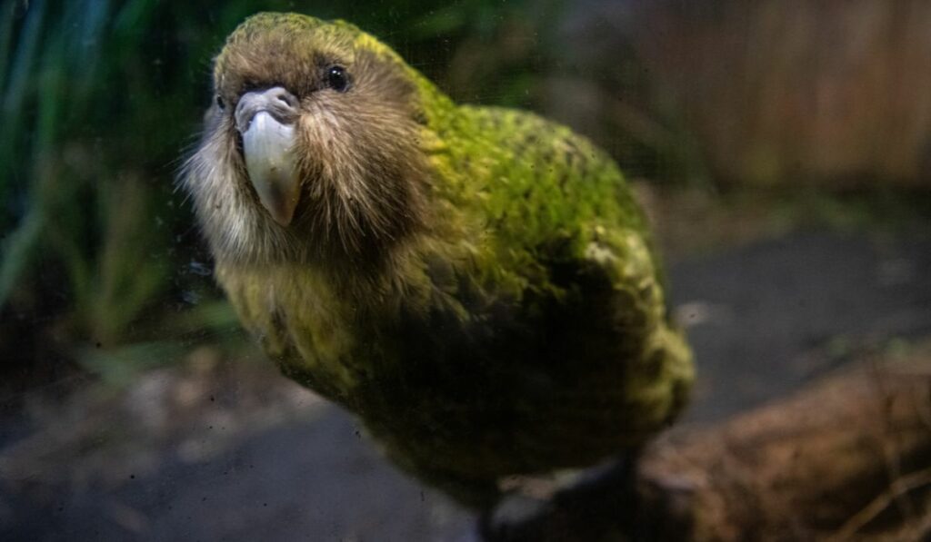 Le kakapo est un oiseau vulnérable à la pollution humaine !