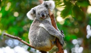 Le koala est en voie de disparition à cause de la déforestation