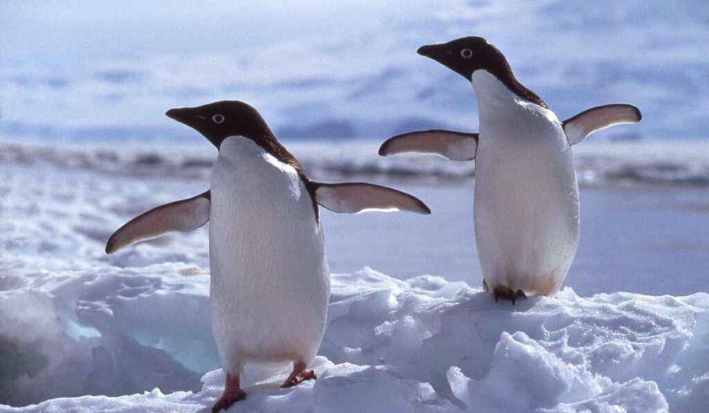 Le manchot Adélie est victime de la fonte des glaces