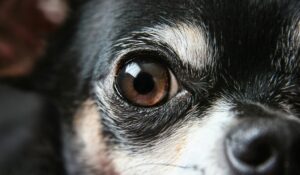 Gros plan de l'œil d'un chien