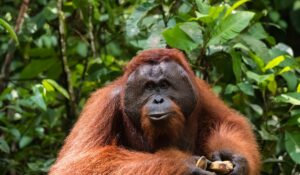 L'orang-outang doit subir au quotidien la déforestation humaine