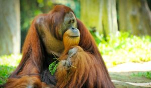 L'orang-outang est un de ces primates en voie d'extinction à cause de la déforestation