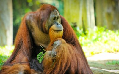 Quelles sont les causes d’extinction de certaines espèces animales ?